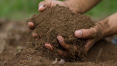 two hands are holding dirt in the ground