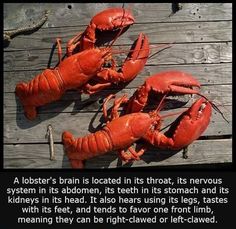 two red lobsters sitting on top of a wooden table next to a quote about lobster diet