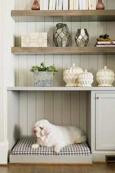 a white dog laying on top of a cushion under a book shelf