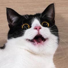 a black and white cat with yellow eyes yawning