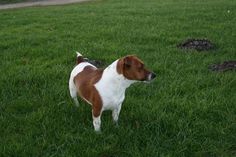 a brown and white dog standing on top of a lush green field