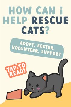 a poster with a cat on it that says, where do foster kittens come from?