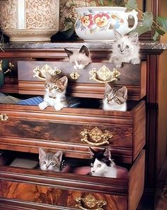 there are many kittens sitting on top of this wooden dresser drawer, and one cat is looking at the camera