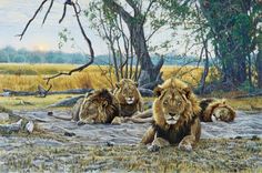 three lions are laying down on the ground in front of some trees and grass, while one is looking at the camera