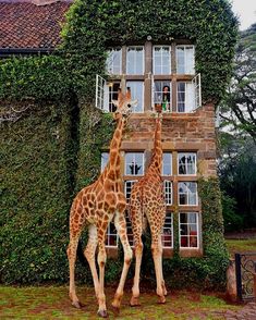 two giraffes standing next to each other in front of a building