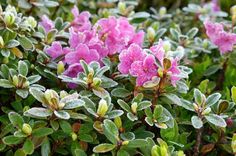 some pink flowers with green leaves and snow flakes on the top one is blooming