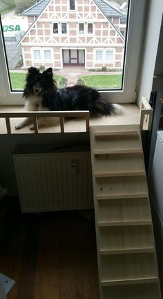 a dog sitting on top of a window sill next to a book shelf and stairs