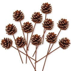 several pine cones are arranged on top of each other