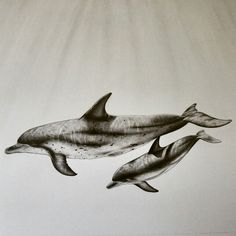 two dolphins are swimming in the water