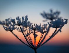 the sun is setting behind some frosty plants