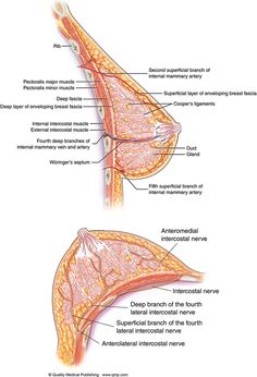 Breast Anatomy, Radiology Student, Human Anatomy And Physiology, Breast Reduction, Breast Surgery, Major Muscles, Breast Health, Female Anatomy, Learning Objectives