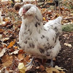 a close up of a chicken on the ground with leaves and trees in the background