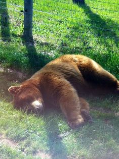 a large brown bear laying on top of a lush green field next to a fence