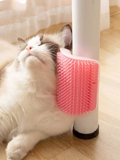 a cat laying on the floor next to a hair dryer and scratching it's head