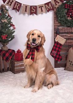 a golden retriever wearing a red and black plaid bow sits in front of christmas decorations