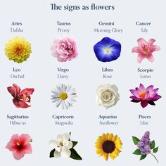 flowers that are in different colors and sizes with the names on them, all labeled