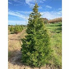 a small pine tree is in the middle of a field with blue sky and clouds