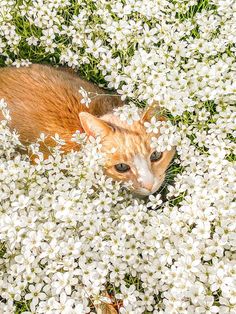 an orange and white cat laying in the middle of some white flowers, looking at the camera