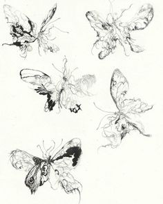 four butterflies are shown in black and white, each with different markings on their wings