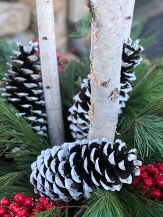 some pine cones and berries are in the center of this christmas wreath with white birch trees