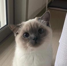 a white and gray cat sitting on the floor next to a window looking at the camera