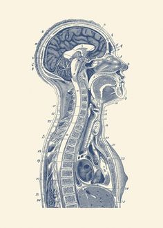 an image of the inside of a human head, with its organs and nervous systems