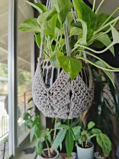 some plants are hanging from a window sill in front of the houseplants