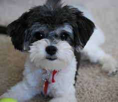 a small black and white dog laying on the floor with a tennis ball in its mouth