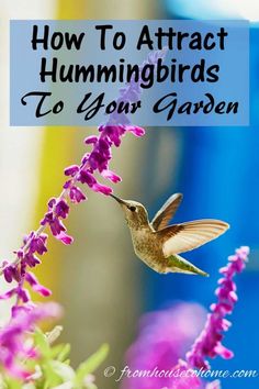 Attract Hummingbirds To Your Garden (10 Tips You Can Use In Your Yard) | Birds In The Garden Amazing Birds, Garden Vines, How To Attract Birds, How To Attract Hummingbirds, Humming Bird Feeders