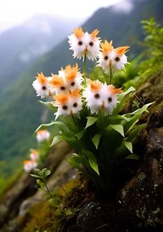 small white and orange flowers growing on the side of a mountain