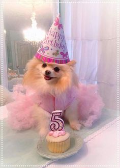 a small dog wearing a birthday hat and sitting next to a cupcake with the number five on it