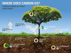 a tree that is growing out of the ground with words describing where does carbon go?