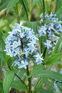 blue flowers with green leaves in the background