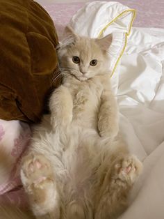 a fluffy white cat laying on top of a bed