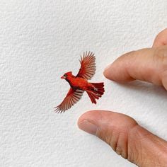 a red bird flying through the air with it's wings spread