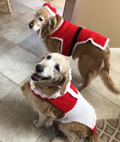 two dogs wearing sweaters on the floor