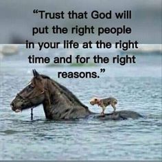 a horse standing in the water with a dog on it's back and a quote about trust that god will put the right people in your life at the right time for the right time and for the right reason