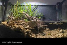 an aquarium with plants and rocks in it