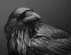 a black and white photo of a bird with its head turned to the side, sitting on a table