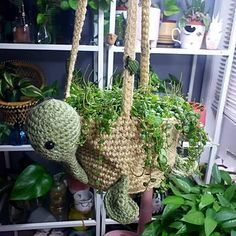 some plants are hanging from the ceiling in front of a shelf with potted plants