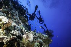 two people diving in the ocean with scuba equipment on their feet and corals around them