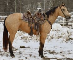 a brown horse standing in the snow with a saddle on it's back legs