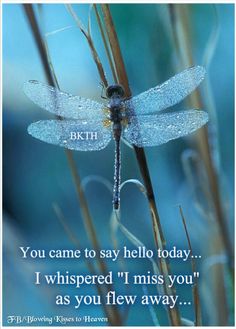 a black and white photo of a dragonfly sitting on top of a grass plant