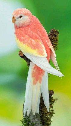 Most Beautiful Birds In The World Nature, Bird Photos Photography, Amazon Affiliate Marketing, What Is A Bird, Cute Small Animals, Art Making