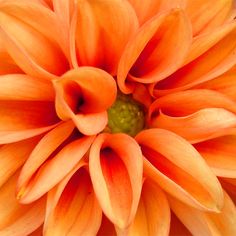 an orange flower with green center surrounded by other flowers in the backgrouund