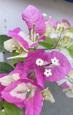 pink and white flowers with green leaves in the background