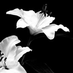 Black And White Widget, Luxury Flower Bouquets, Not Aesthetic, Iphone Wallpaper Stills, White Blood, Flower Icons, Insta Icon, Nothing But Flowers, Dark Pictures