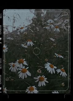 a bunch of white daisies in a field