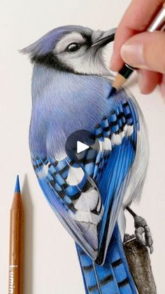 someone is drawing a blue jay on paper