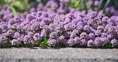 small purple flowers are growing in the concrete